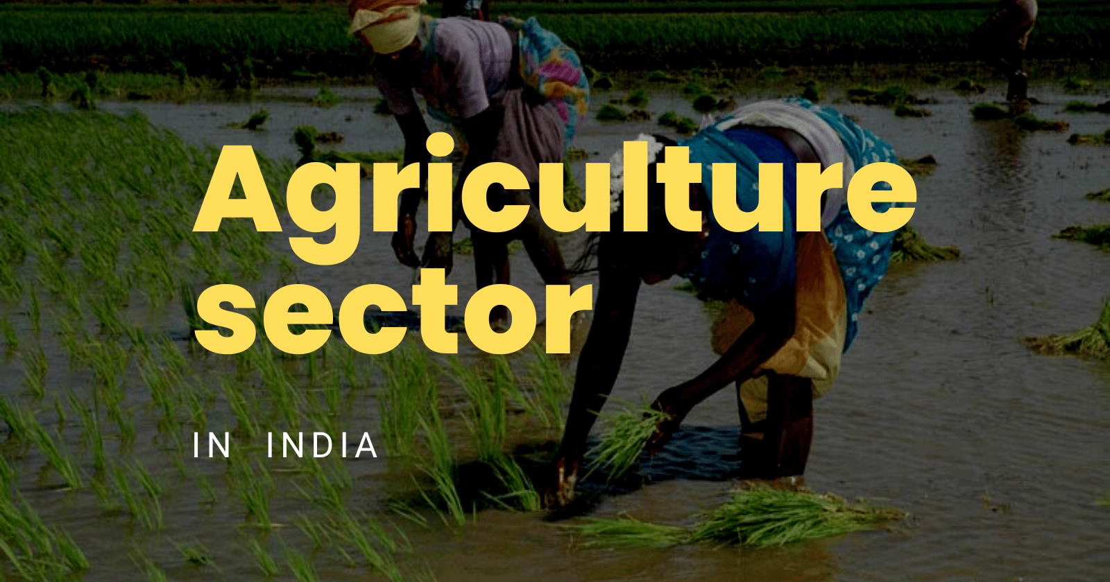 Agriculture sector In India