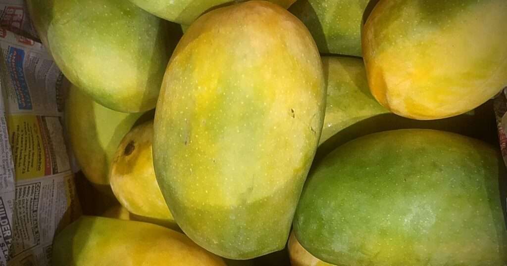 Indian Mango Kesar 