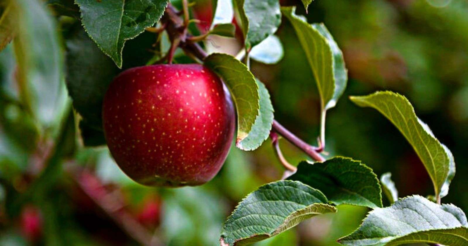 apple variety in India